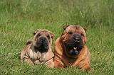 SHAR-PEI 946